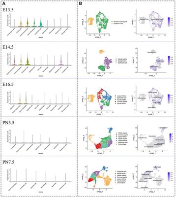 Hemicentin-1 is an essential extracellular matrix component during tooth root formation by promoting mesenchymal cells differentiation